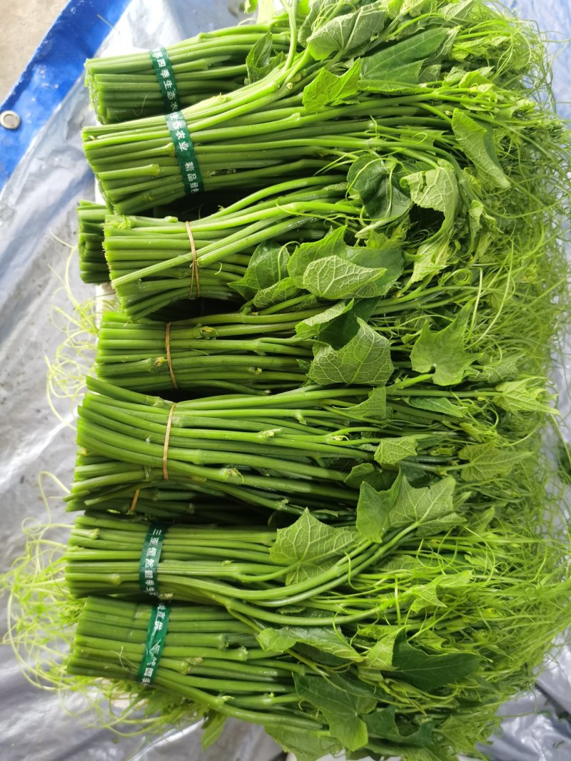龙须菜嫩菜佛手瓜苗菜瓜尖菜