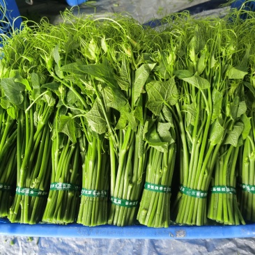 龙须菜嫩菜佛手瓜苗菜瓜尖菜