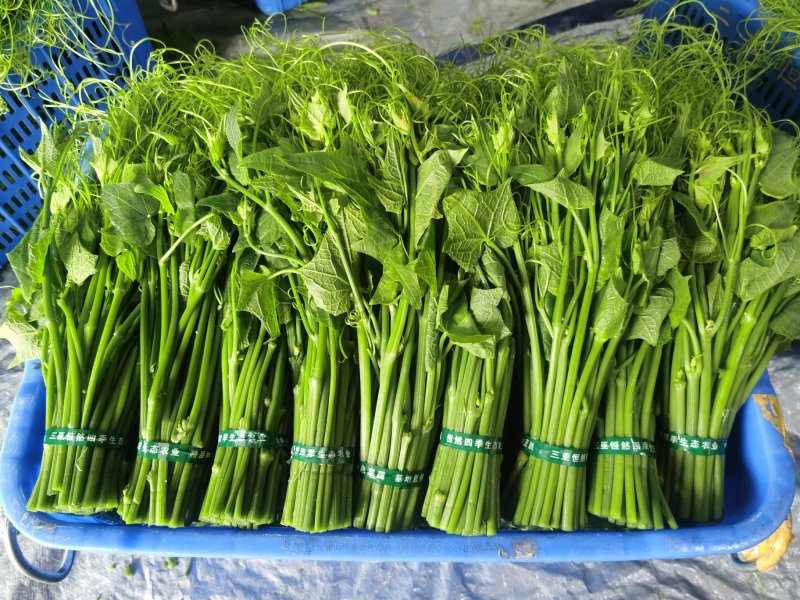 龙须菜嫩菜佛手瓜苗菜瓜尖菜