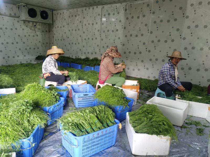 龙须菜嫩菜佛手瓜苗菜瓜尖菜
