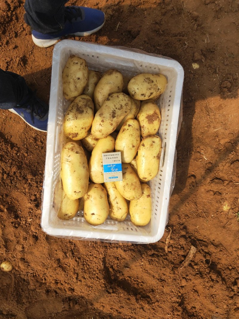 精品土豆山东大棚荷兰十五土豆大量供应量大质优