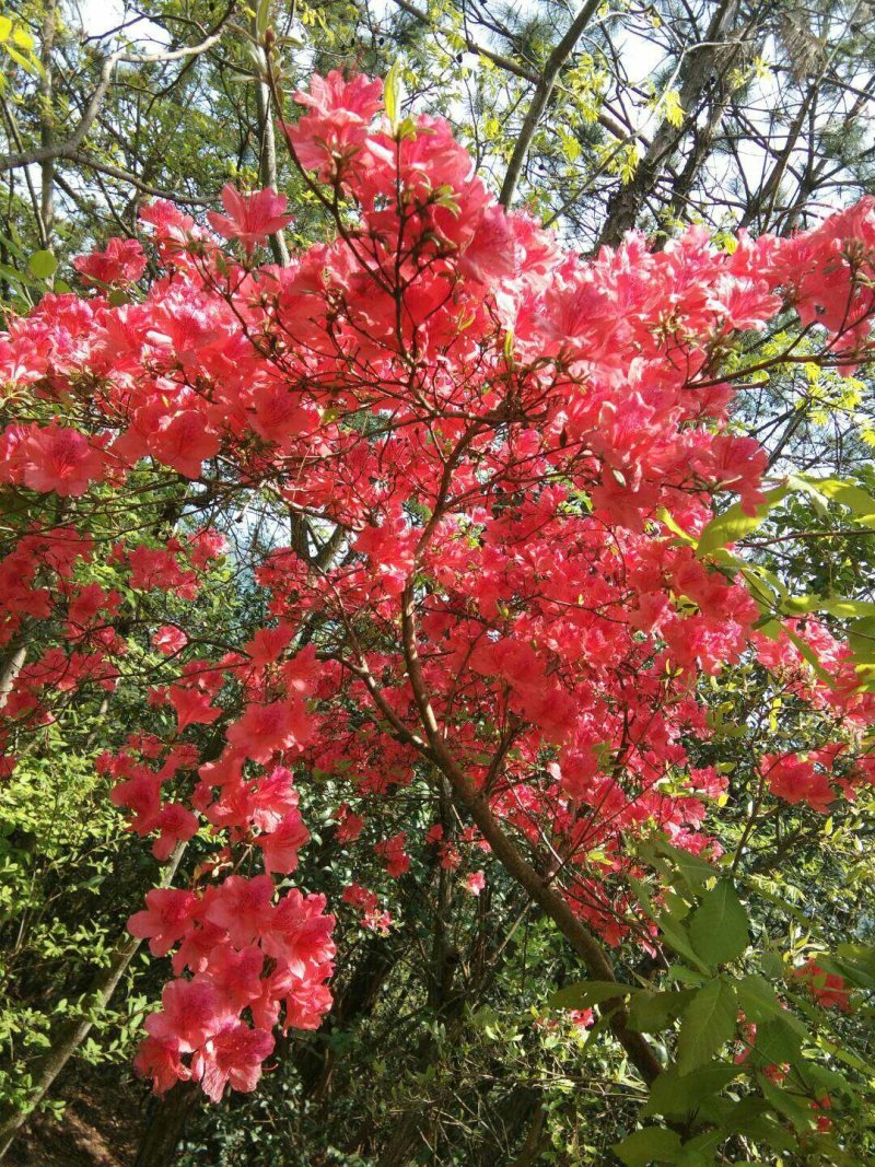 映山红树桩，有红花，紫花，黄花，现挖现卖10~15cm