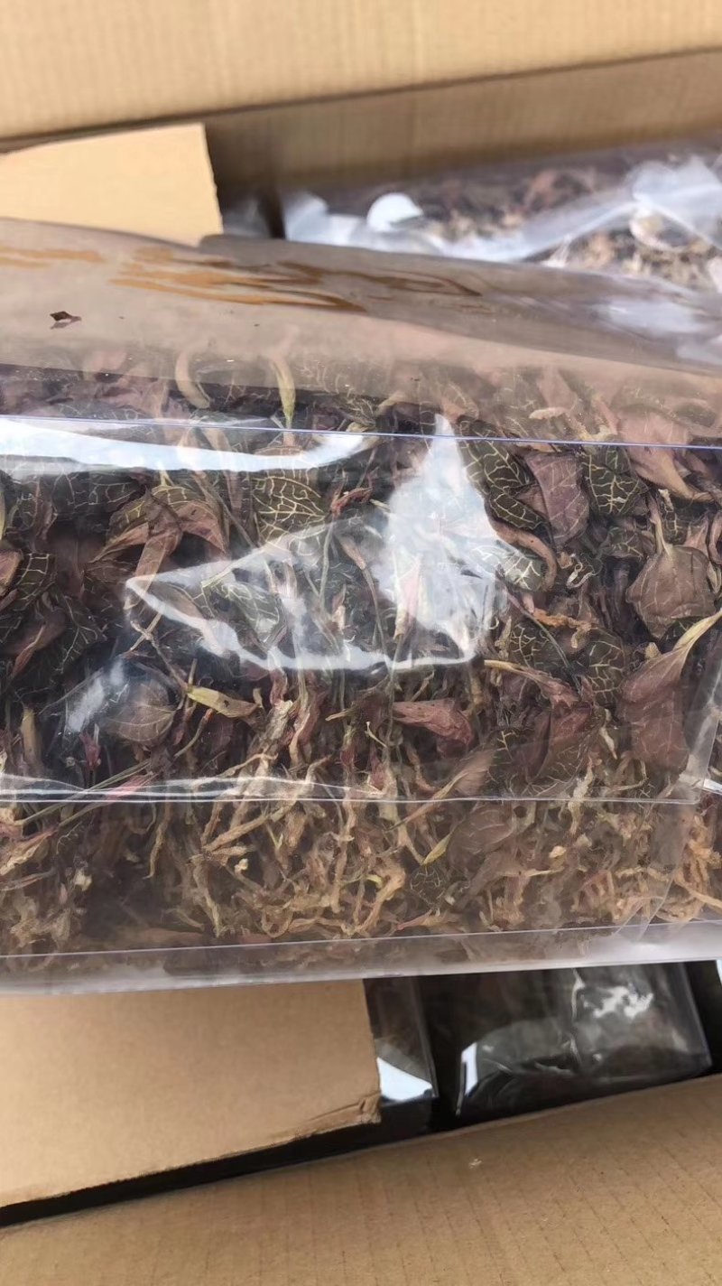 金线莲