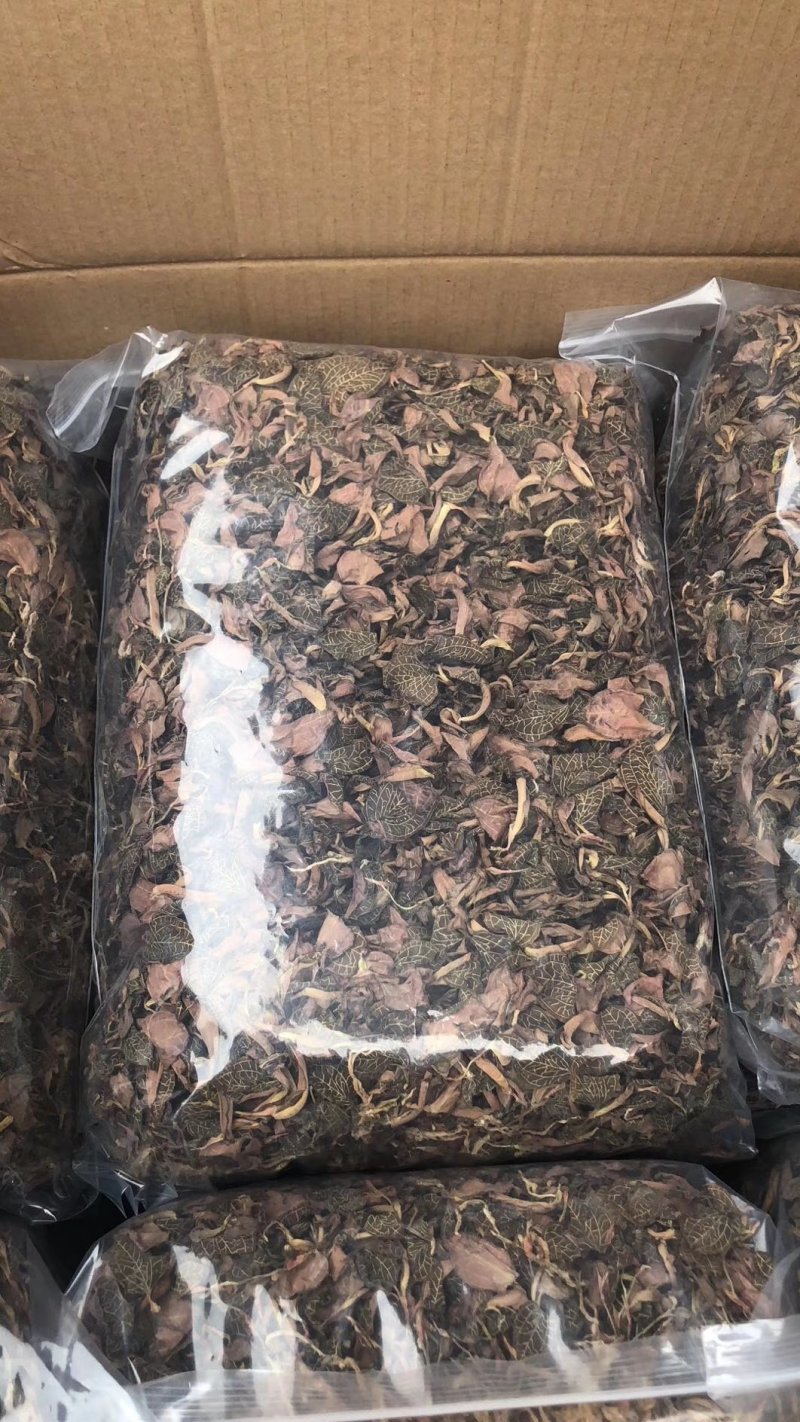金线莲