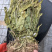 新货见血清扎把货漂亮