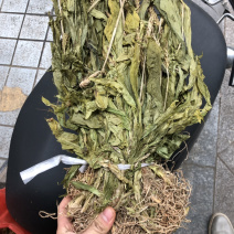 新货见血清扎把货漂亮