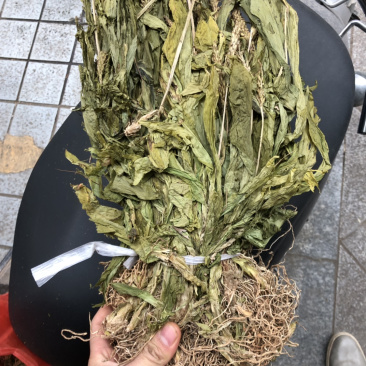 新货见血清扎把货漂亮