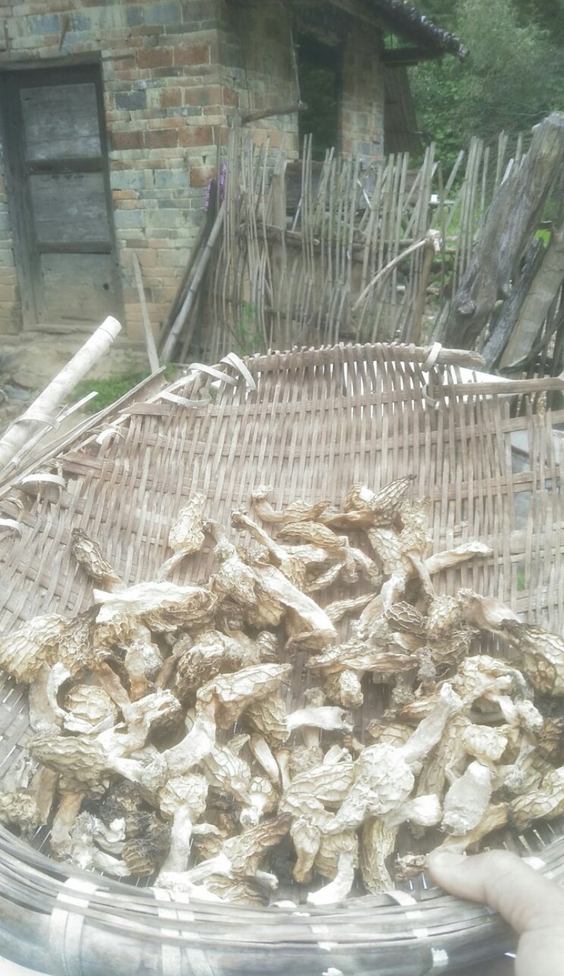 羊肚菌野生羊肚菌山里采挖晒干