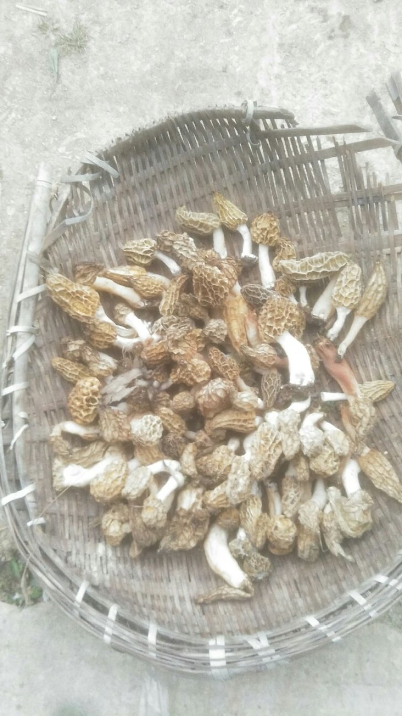 羊肚菌野生羊肚菌山里采挖晒干