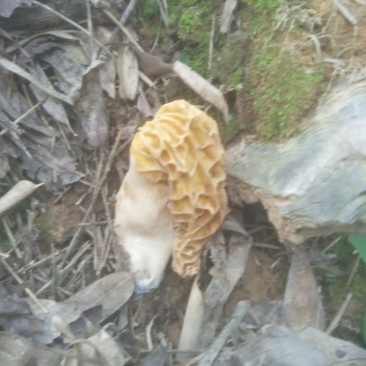 羊肚菌野生羊肚菌山里采挖晒干