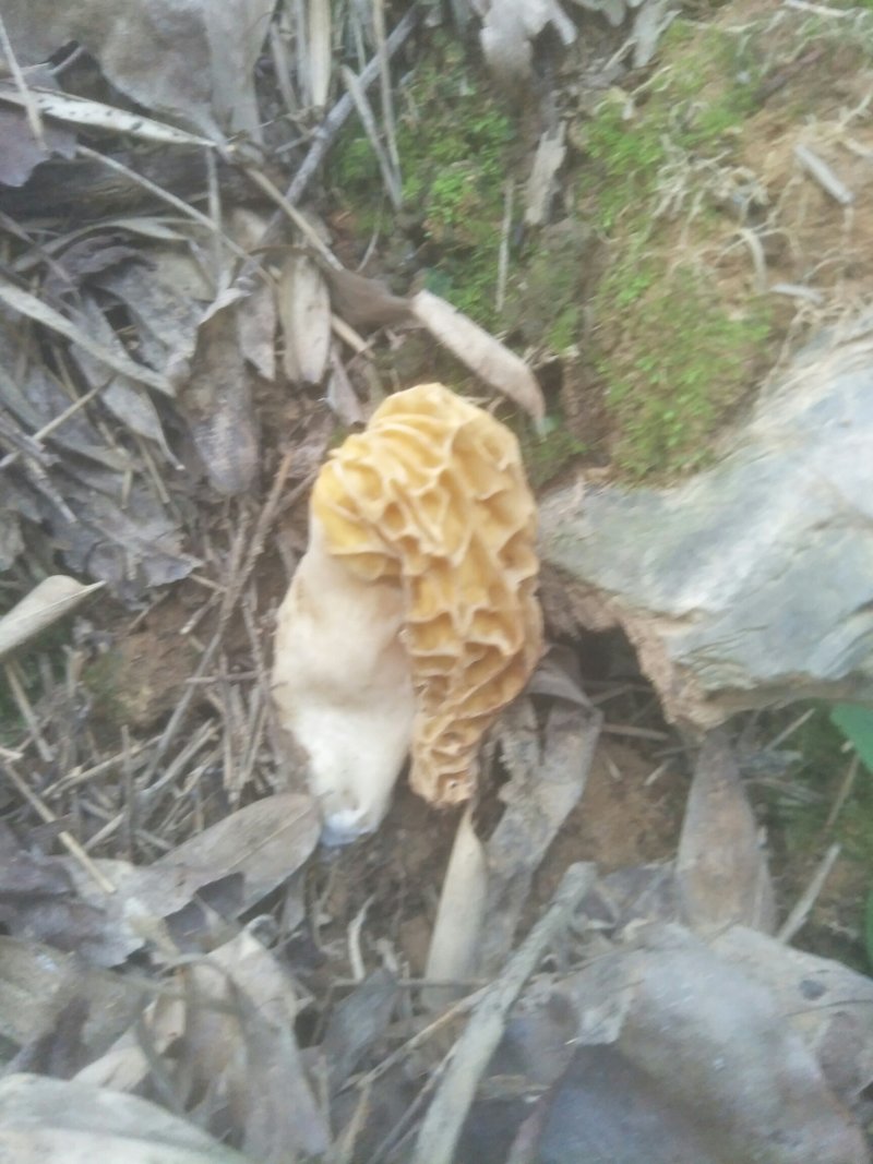 羊肚菌野生羊肚菌山里采挖晒干