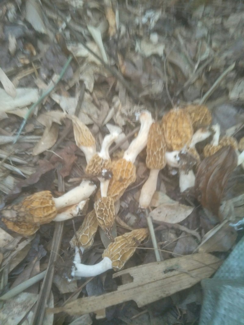 羊肚菌野生羊肚菌山里采挖晒干