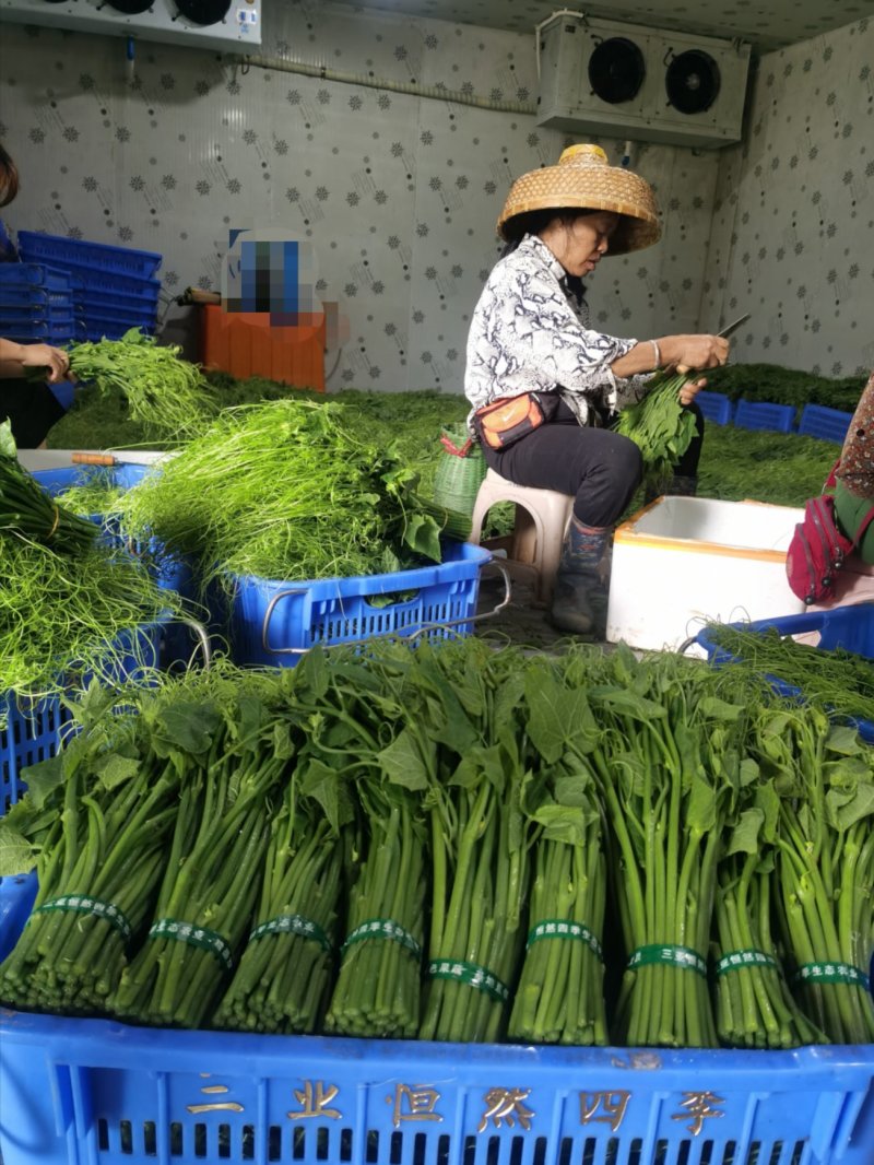 龙须菜嫩菜佛手瓜苗菜瓜尖菜
