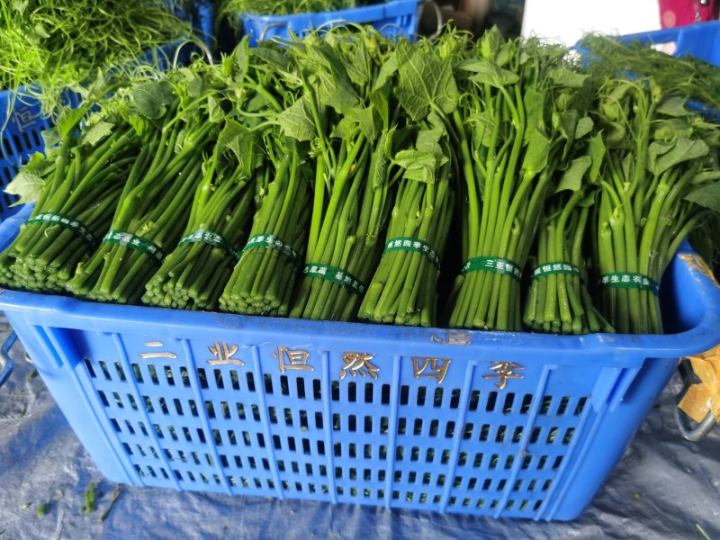 龙须菜嫩瓜尖嫩菜佛手瓜尖菜