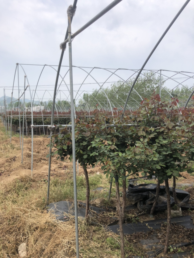月季基地直供树桩2_10公分月季树苗