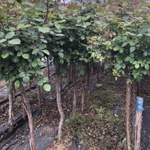 月季基地直供树桩2_10公分月季树苗