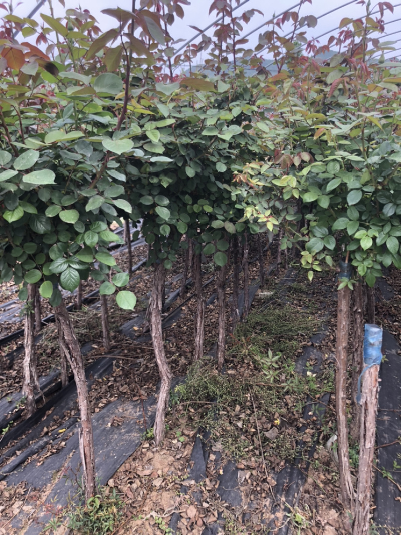月季基地直供树桩2_10公分月季树苗