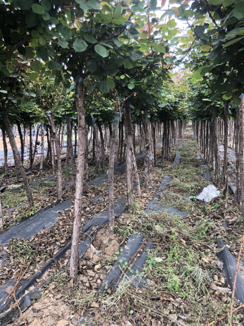 月季基地直供树桩2_10公分月季树苗