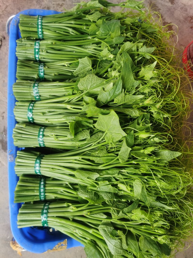 龙须菜嫩瓜尖嫩菜佛手瓜尖菜