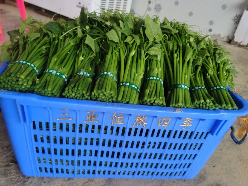 龙须菜嫩瓜尖嫩菜佛手瓜尖菜