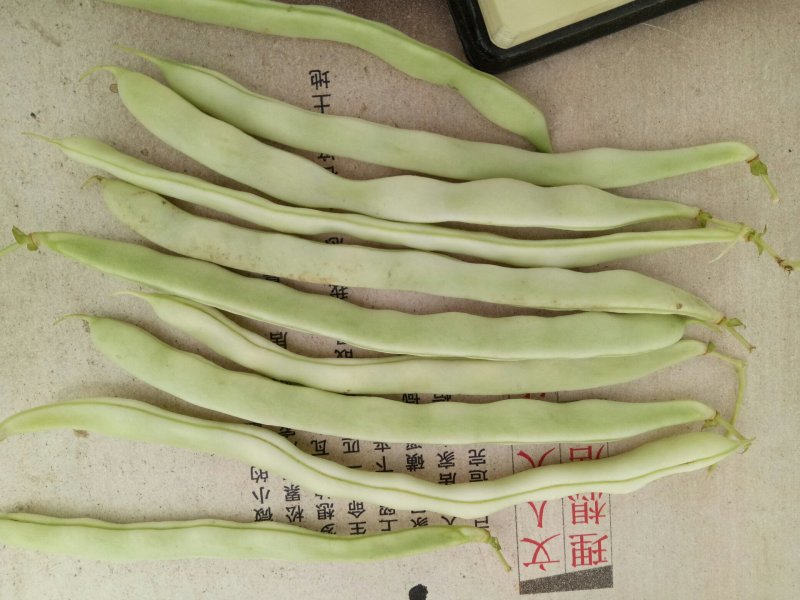 千亩大棚白芸豆，荚长33---38厘米，肉厚，无革质膜。