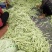 千亩大棚白芸豆，荚长33---38厘米，肉厚，无革质膜。