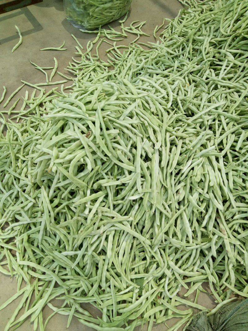 千亩大棚白芸豆，荚长33---38厘米，肉厚，无革质膜。