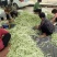 千亩大棚白芸豆，荚长33---38厘米，肉厚，无革质膜。