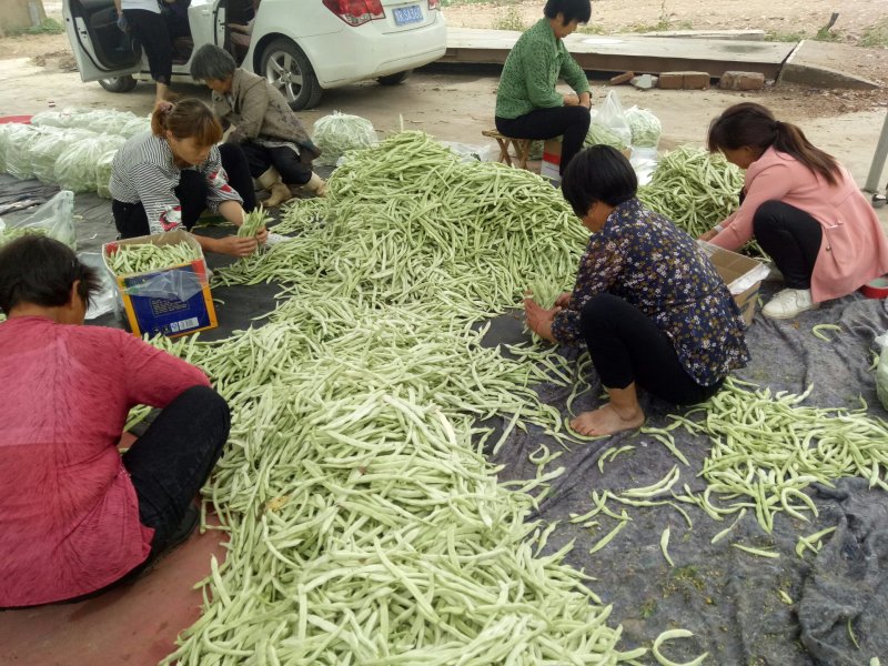 千亩大棚白芸豆，荚长33---38厘米，肉厚，无革质膜。