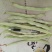 千亩大棚白芸豆，荚长33---38厘米，肉厚，无革质膜。
