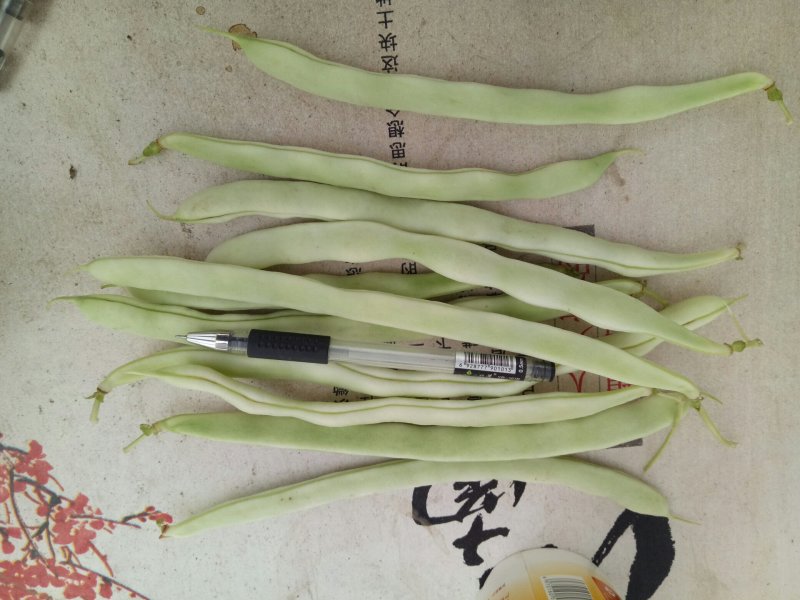 千亩大棚白芸豆，荚长33---38厘米，肉厚，无革质膜。
