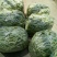千亩大棚白芸豆，荚长33---38厘米，肉厚，无革质膜。