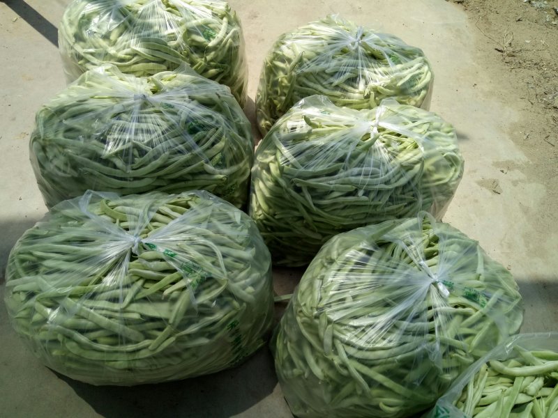 千亩大棚白芸豆，荚长33---38厘米，肉厚，无革质膜。
