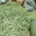 千亩大棚白芸豆，荚长33---38厘米，肉厚，无革质膜。