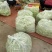 千亩大棚白芸豆，荚长33---38厘米，肉厚，无革质膜。