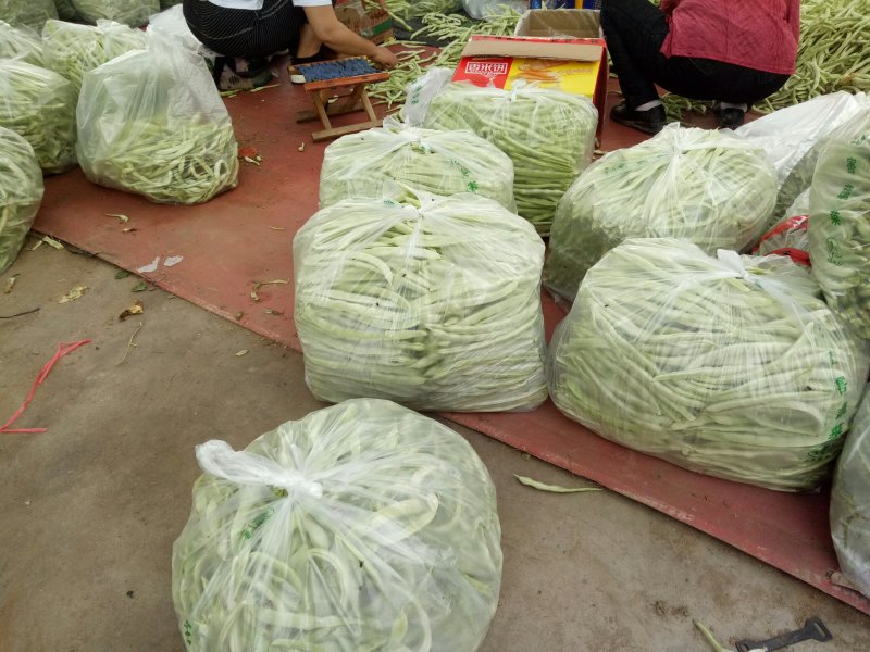 千亩大棚白芸豆，荚长33---38厘米，肉厚，无革质膜。