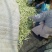 千亩大棚白芸豆，荚长33---38厘米，肉厚，无革质膜。