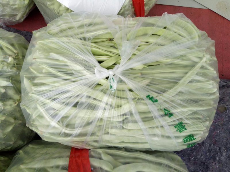 千亩大棚白芸豆，荚长33---38厘米，肉厚，无革质膜。