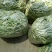 千亩大棚白芸豆，荚长33---38厘米，肉厚，无革质膜。