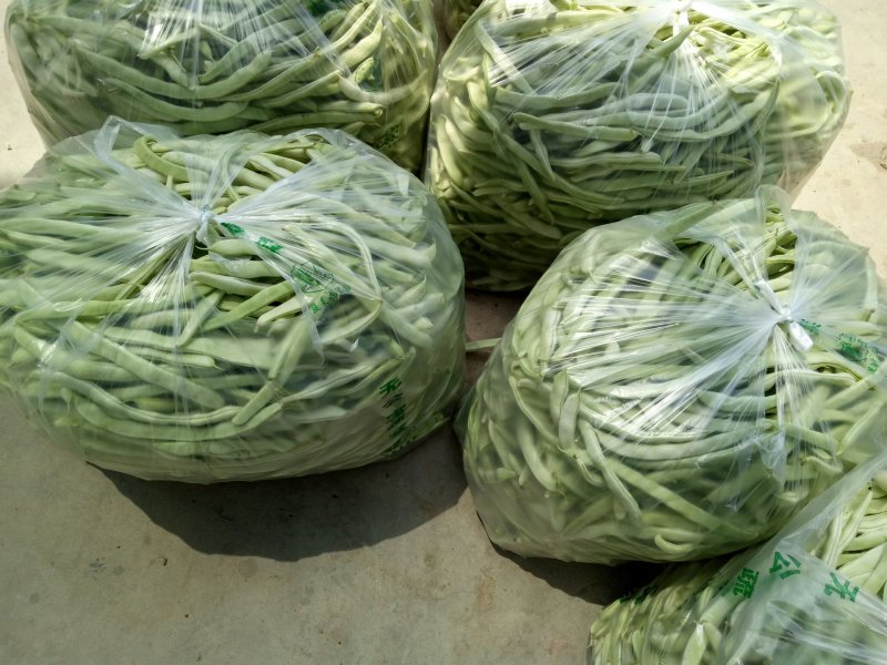 千亩大棚白芸豆，荚长33---38厘米，肉厚，无革质膜。