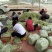 千亩大棚白芸豆，荚长33---38厘米，肉厚，无革质膜。