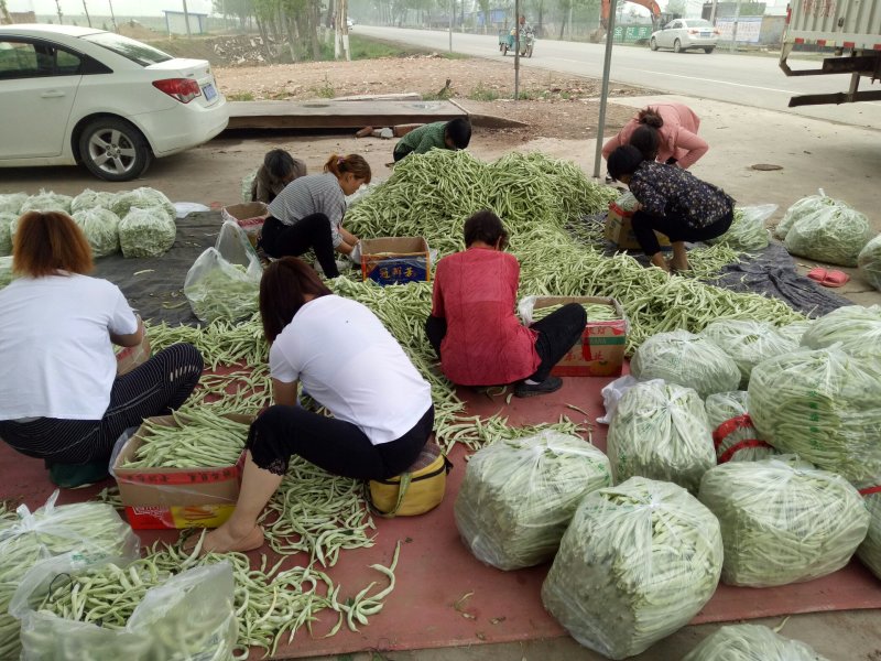 千亩大棚白芸豆，荚长33---38厘米，肉厚，无革质膜。