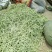 千亩大棚白芸豆，荚长33---38厘米，肉厚，无革质膜。