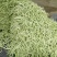 千亩大棚白芸豆，荚长33---38厘米，肉厚，无革质膜。