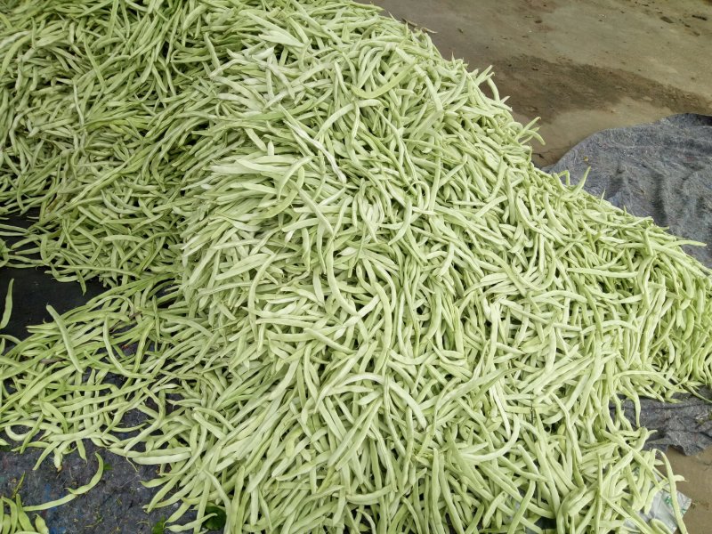 千亩大棚白芸豆，荚长33---38厘米，肉厚，无革质膜。