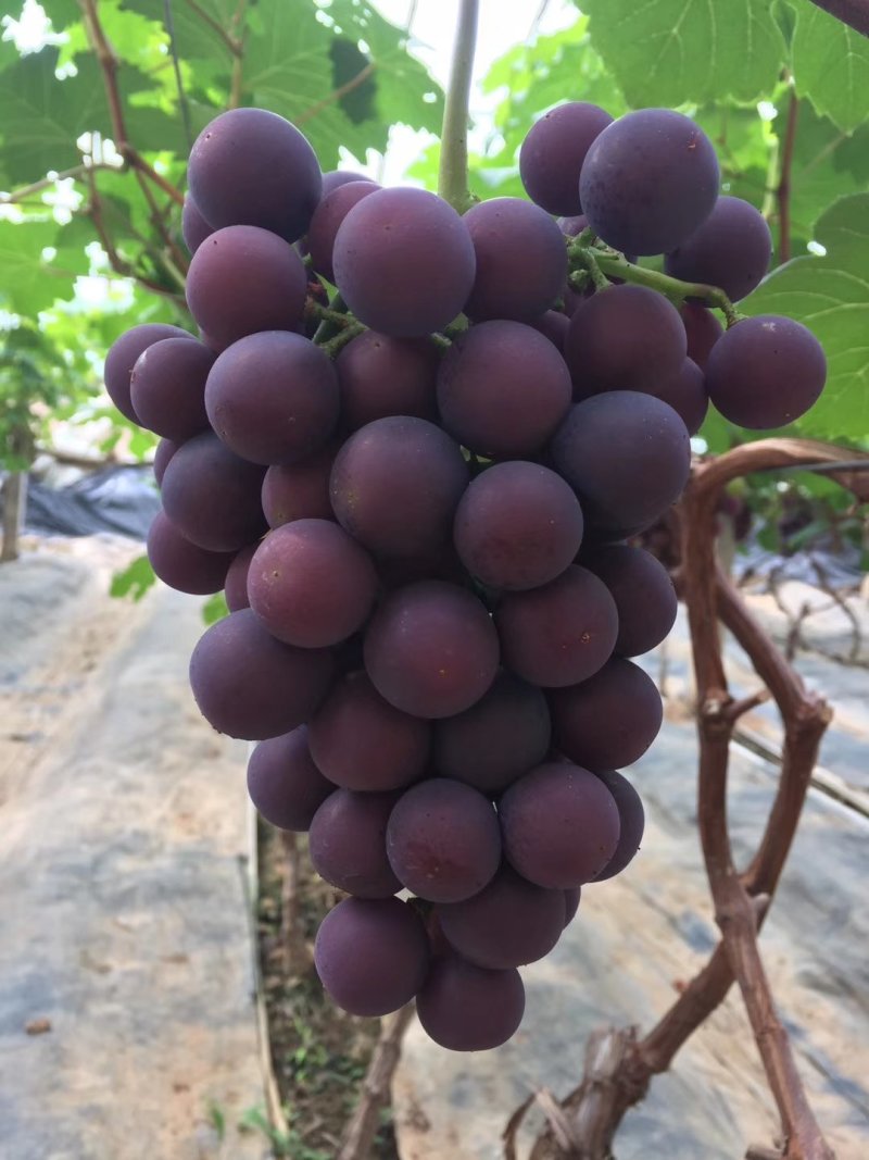 夏黑葡萄