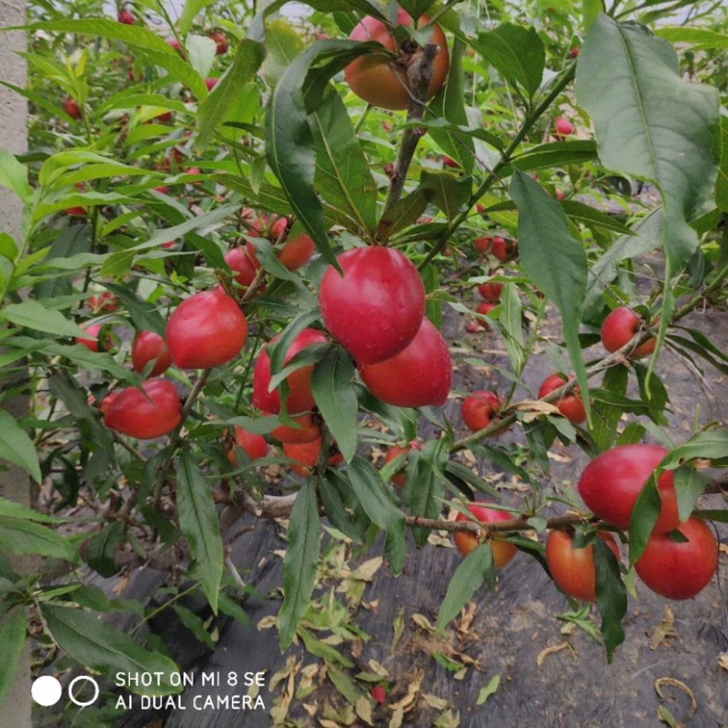 我处各品种油桃大量有货，品质保证，价格实惠