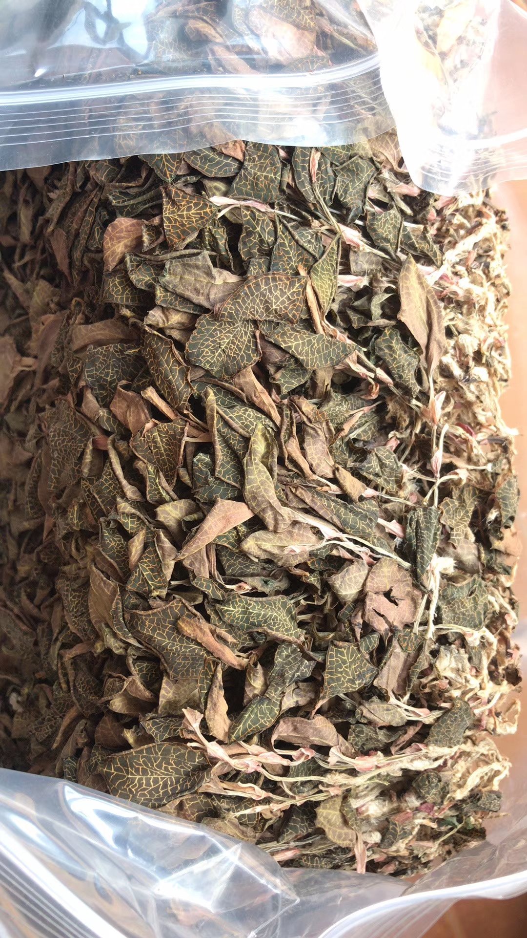 福建本地种金线莲种植用种苗自家种植