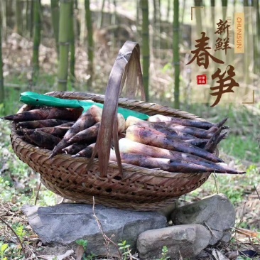 高山野生新鲜现挖小竹笋春笋真空包装