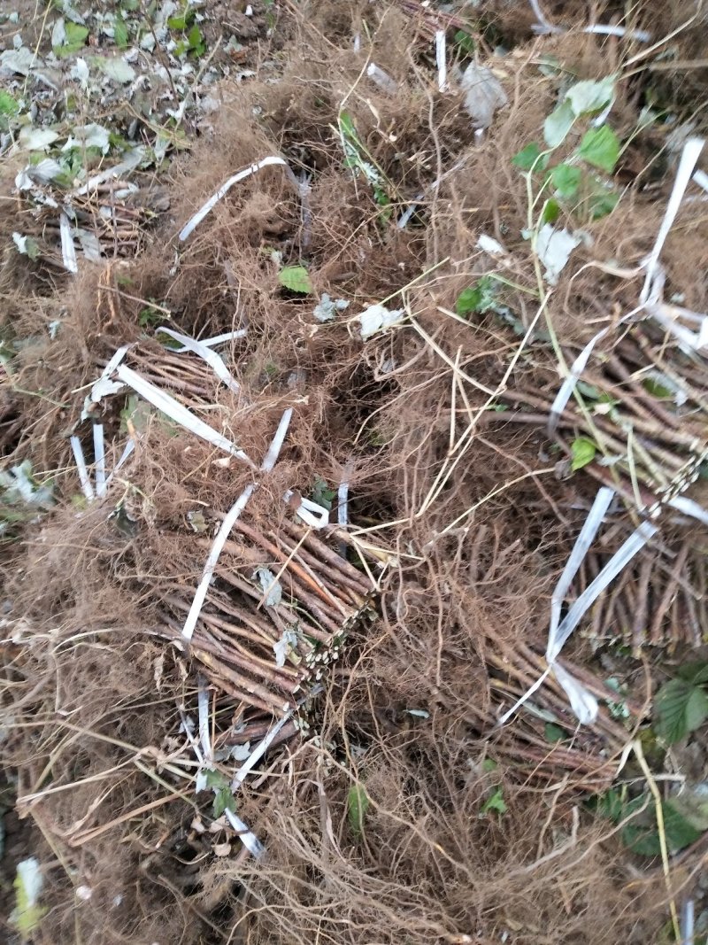 黄树莓苗双季黄树莓苗大果黄树莓黄树莓种苗户外种植树莓批发